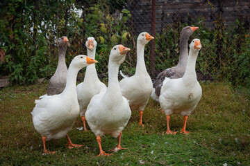 Close-up of young white geese and greylag goose strolling through the village.