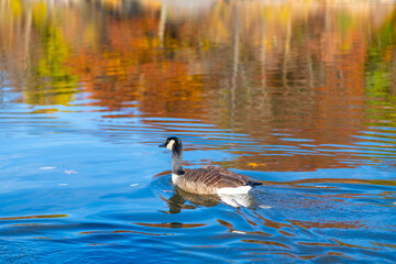 Autumn pond with duck. Fall nature. Autumn nature and lake. Seasonal fall nature. Autumn pond in scenic fall. Duck lake. Duck in pond with autumn leaves. Duck watching