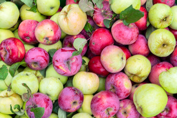 Red and green apples. Background of ripe apples.