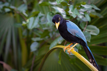 The Yucatan jay (Cyanocorax yucatanicus) perched on a branch near Cancun on the Yucatan Peninsula of Mexico