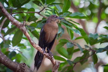 Great-tailed Grackle (Quiscalus mexicanus peruvianus) adult female sits on a tree branch.