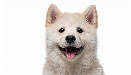 Fototapeta premium 笑顔の紀州犬の子犬のポートレート（Portrait of a smiling kisyu inu puppy on white background） 