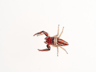 Jumping spider with large fangs in a white background. Genus Icius. 