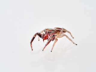 Jumping spider with large fangs in a white background. Genus Icius. 