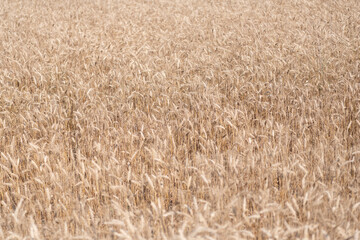 Fototapeta premium Harvest at field. Crop harvest. Harvesting corn in autumn. Agricultural wheat field during harvest time. Countryside crop. Harvesting at crop field. Ripe barley agriculture. Rye harvest