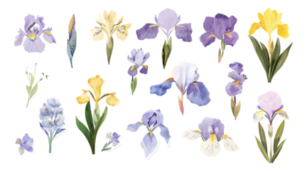 Spring Flowers watercolor simple sketches Iris 