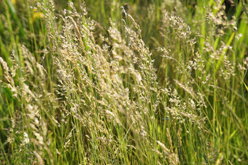 Long Grass