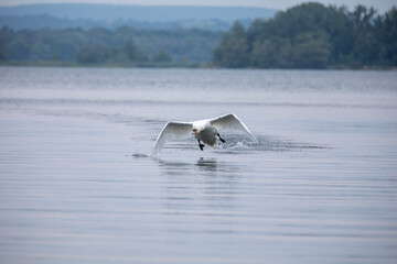 Obraz premium A mute swan in flight in Ontario, Canada.