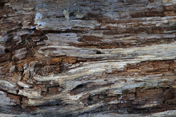 Bark
