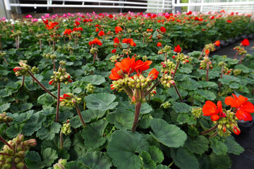 Obraz premium Red geranium beautifully grows in a greenhouse, adding vibrant accents to the green oasis