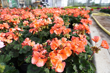 Naklejka premium Orange geranium grows in the greenhouse, delighting the eye with its vibrant blooms