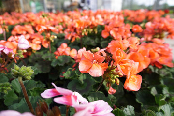 Orange geranium grows in the greenhouse, delighting the eye with its vibrant blooms