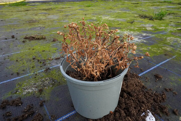 A withered flower with dry branches in a cup shows signs of neglect and dehydration