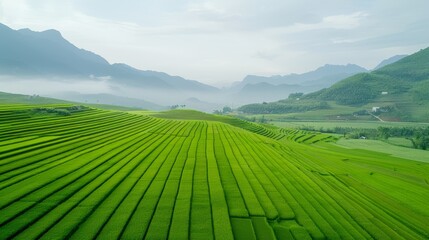 Obraz premium A beautiful green field with a hill in the background