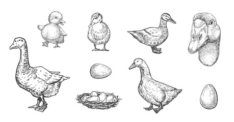 Duck, Goose with Ducklings Domestic Birds and Animals Drawing Hand Drawn Engraving Style Poultry Silhouettes and Head. Retro Vector illustrations Set Isolated