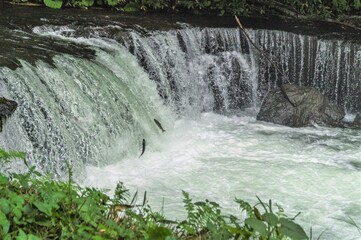 Cherry salmon jumping out of the bubbling water of a 2.5-meter-high waterfall called  Sakura fall...