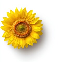 Fototapeta premium A close up of a sunflower with the center cut out, AI