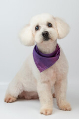 Cute poodle dog with purple collar