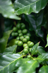 Close up of young coffee beans on coffee tree.