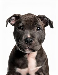 スタッフォードシャー・ブル・テリアの子犬のポートレート（Staffordshire Bull Terrier puppy portrait on white background）
