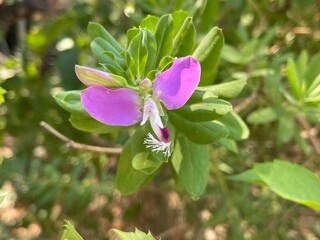 close up of beautiful Polygala myrtifolia flowers in the garden