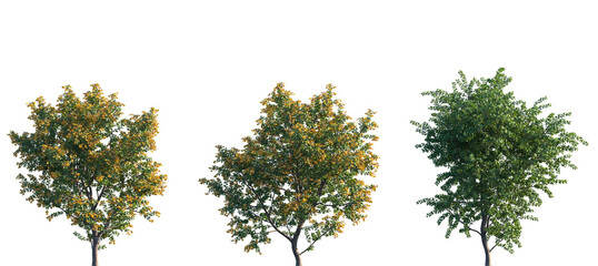 Set of Berberis darwinii (Darwin's barberry, michay, calafate, and quelung) frontal bush shrub isolated png on a transparent background perfectly cutout