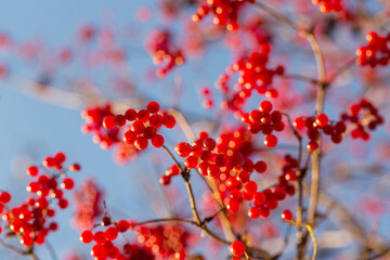 Bright juicy ripe viburnum in the autumn garden on the background of the blue sky