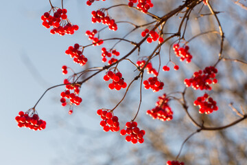 Bright red juicy viburnum in the autumn garden on the background of the blue sky