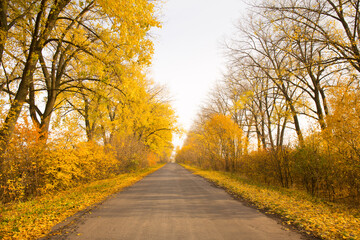 Bright, autumn landscape along an empty country road