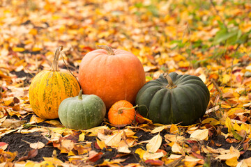 Still life of a group of different pumpkins of different sizes and shapes on a bright autumn leaf