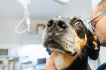 Man hugging sick dog. Selective focus on sad eyes of dog at veterinary clinic.