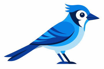 Jay Bird vector art and illustration