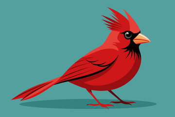 Cardinal bird  vector art illustration