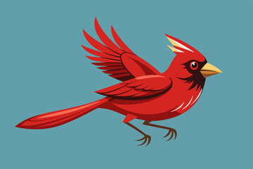 Cardinal bird  vector art illustration