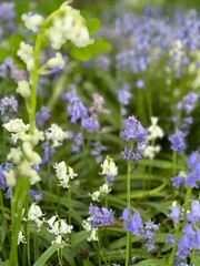 Obraz premium The Calmness within a Flower 