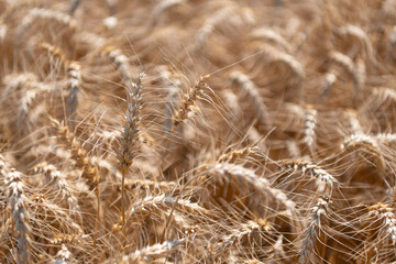 Agriculture field with ripe wheat harvest. Countryside farming. Barley grain and spikelet. Wheat ears background. Ripe barley field. Barley grain harvest. Crop harvest in summer. Barley grain