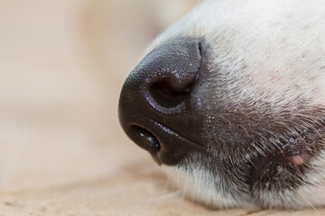 Close-up of a dog's nose