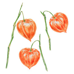 Orange physalis, bladder cherry, cape gooseberry, goldenberry, Peruvian groundcherry. Branch of autumn plant. Watercolor hand drawn illustration. Cut out clipart. Fall colorful botanical illustration.