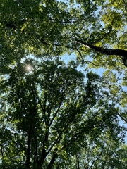 Fototapeta premium NYC trees