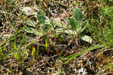 Close-up of a small lizard hiding in a green lawn.