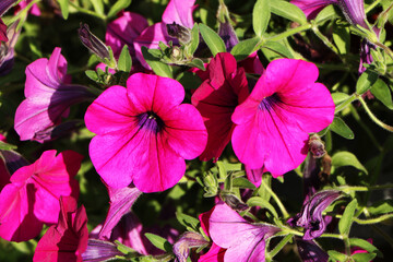 Large red flowers on a green lawn.