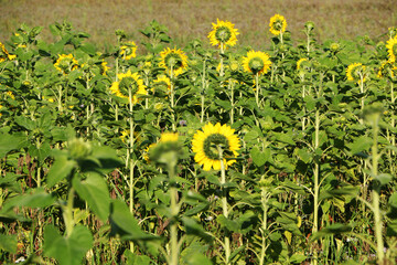 Large sunflowers against blue sky.