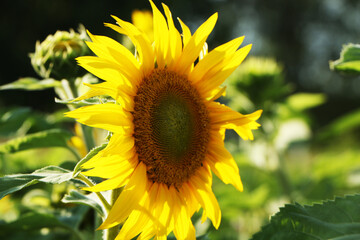 Large sunflowers against blue sky.