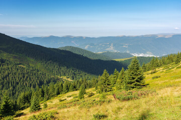 Obraz premium hillside of carpathian mountain range with coniferous forest and meadow. scenery in morning light