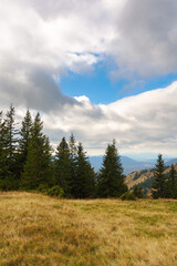 mountain range with coniferous forest and alpine meadow. clouds on the sky