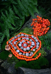 spiral made of snail shells and rowan berries in forest, natural background. Magic ritual,...