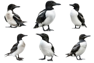 Obraz premium Six Black-legged Kittiwakes Posing on a Transparent Background