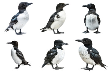 Naklejka premium A collection of six black-legged kittiwake birds in various poses