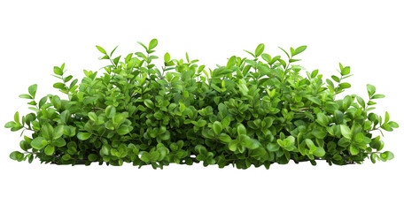 Obraz premium Dense Green Shrub
