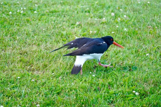 Eurasian oystercatcher with a bright orange beak walking on green grass. Orkanger, Norway